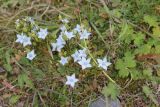 Lomatogonium carinthiacum. Цветки и бутоны. Республика Алтай, Улаганский р-н, окр. озера Узункёль, ок. 1985 м н.у.м. 6 августа 2020 г.