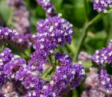 Limonium bourgeaui