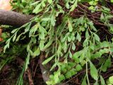 Asplenium × alternifolium