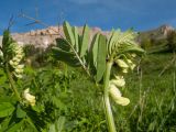 Vicia balansae