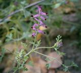 Fumaria officinalis