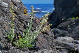 Artemisia stelleriana