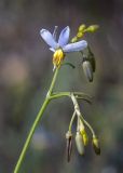 Dianella tasmanica. Верхушка побега с цветком и бутонами. Израиль, г. Яффо, в культуре. 10.11.2023.