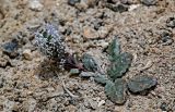 Lagotis decumbens