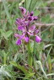 Anacamptis morio subspecies picta. Соцветие. Италия, Тоскана, область Сиена, природный заказник Lucciola Bella. 14.04.2011.