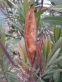 Nerium oleander. Вскрывшийся плод. Южный Берег Крыма, г. Алушта. 11 февраля 2009 г.