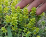 Cruciata laevipes. Цветущие растения. Крым, окр. водопада Джурла. 03.05.2011.