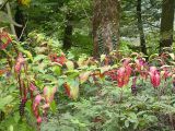 Phytolacca americana