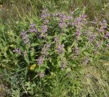 Phlomis pungens