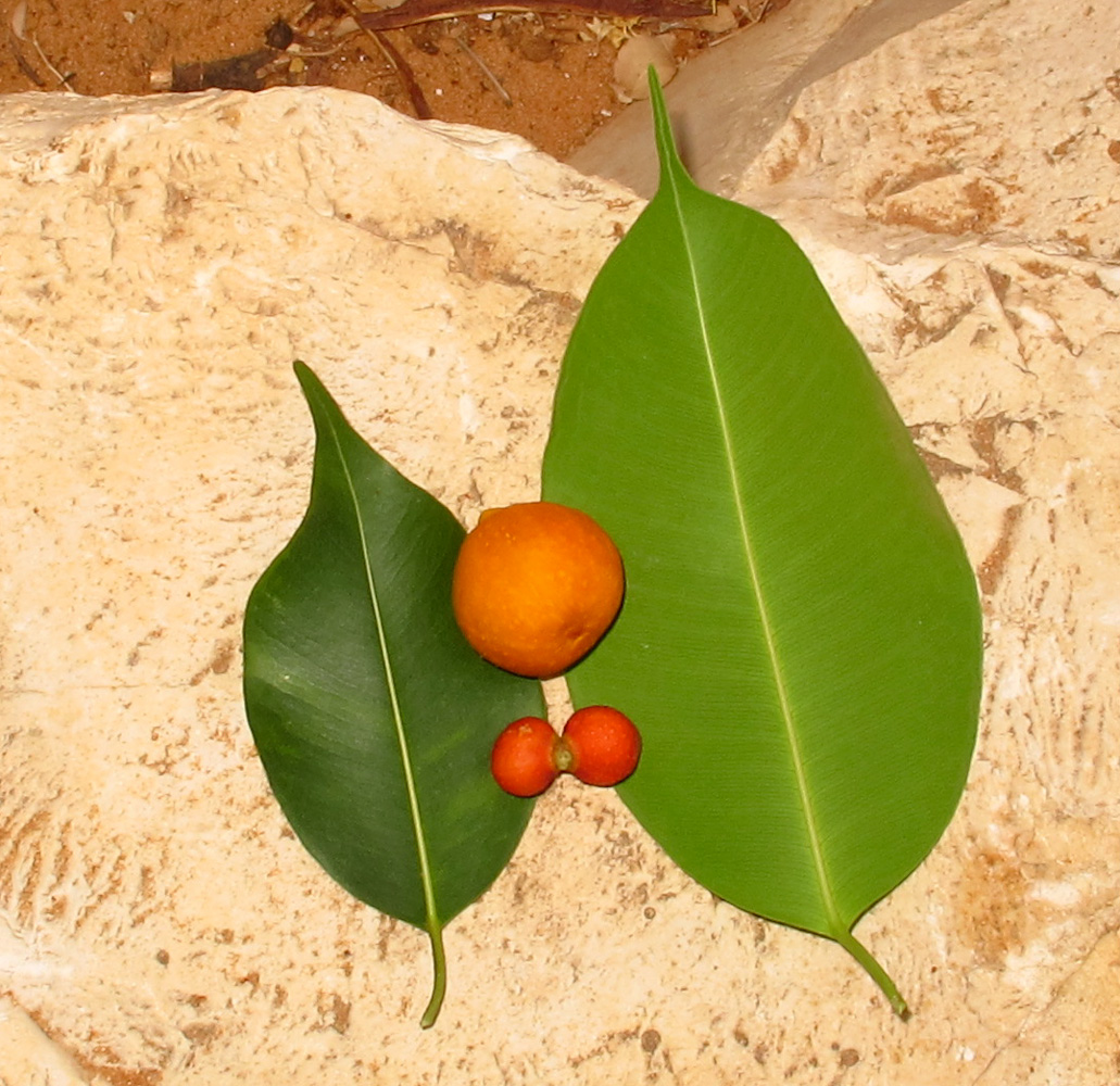 Image of Ficus benjamina var. nuda specimen.