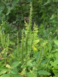 Veronica longifolia