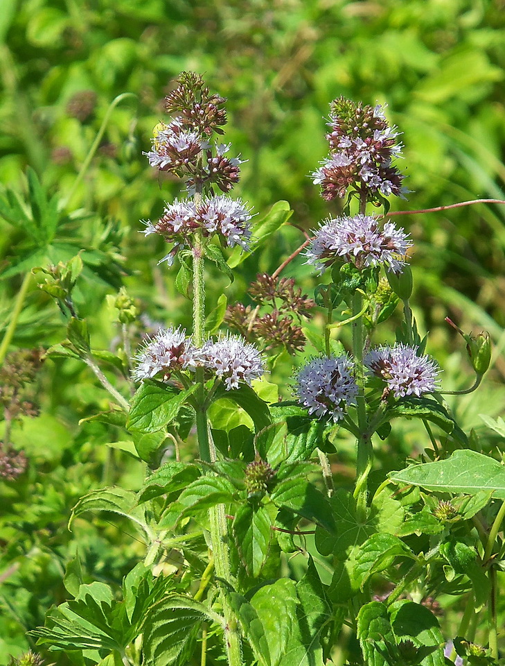 Изображение особи Mentha &times; verticillata.