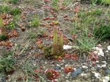 Orostachys spinosa