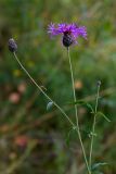 Centaurea scabiosa