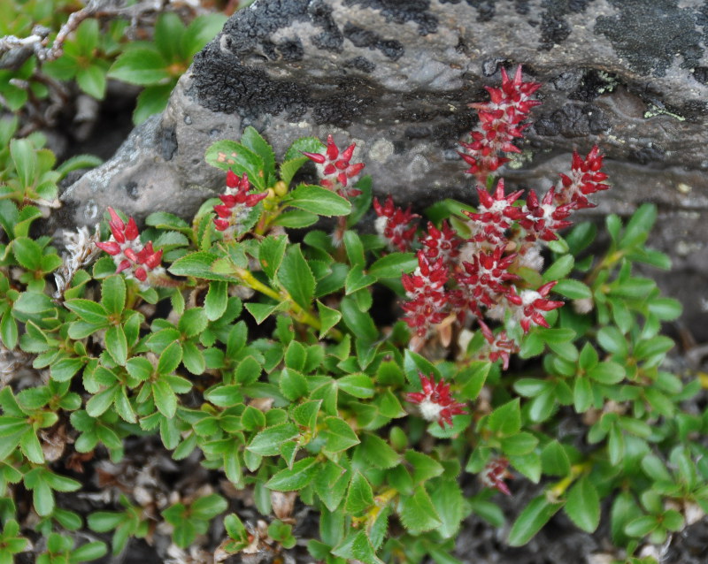 Изображение особи Salix kamtschatica.