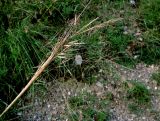 Stipa baicalensis