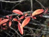 Pyracantha coccinea. Часть побега с листьями в осенней окраске. Крым, окр. Бахчисарая. 19 февраля 2011 г.