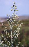 Artemisia absinthium. Верхушка побега с соцветиями. Южный Урал, Челябинская обл., Аркаим. 18.07.2008.