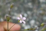 Gypsophila perfoliata