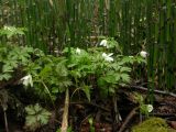 Anemone amurensis подвид kamtschatica. Цветущие растения в пойменном лесу. Камчатский край, Елизовский район, долина р.Авача. Май 2008 г.