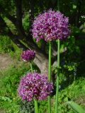 Allium aflatunense