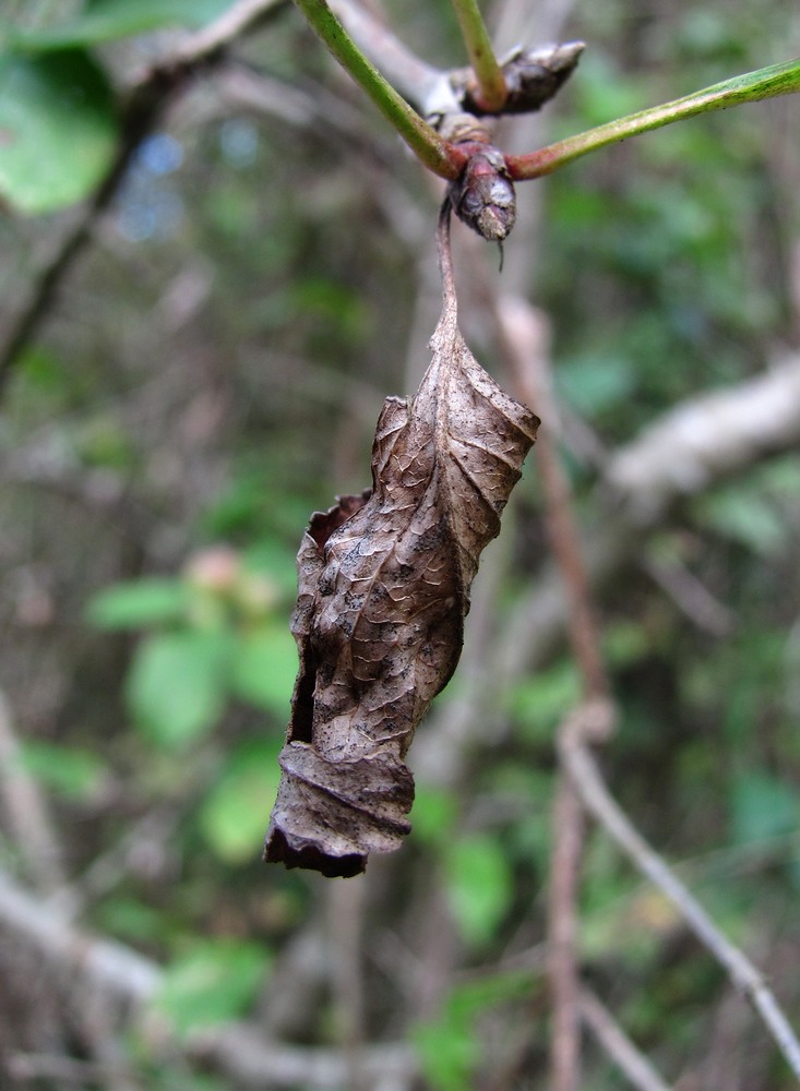 Изображение особи Malus sylvestris.