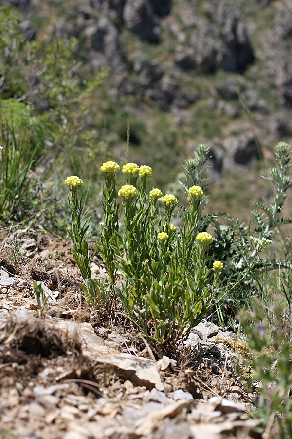 Изображение особи Helichrysum maracandicum.