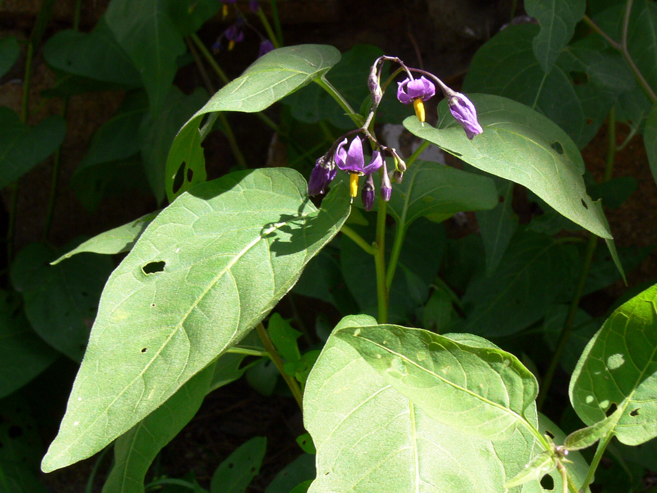 Изображение особи Solanum kitagawae.