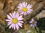 Chrysanthemum zawadskii