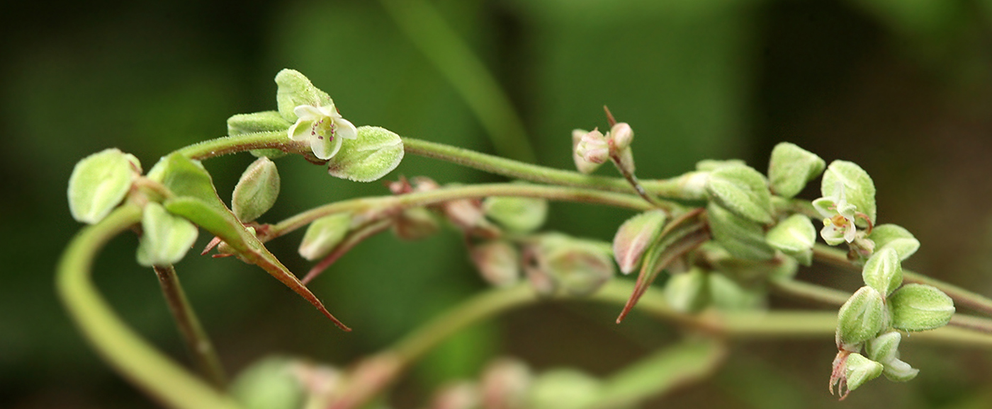 Изображение особи Fallopia convolvulus.