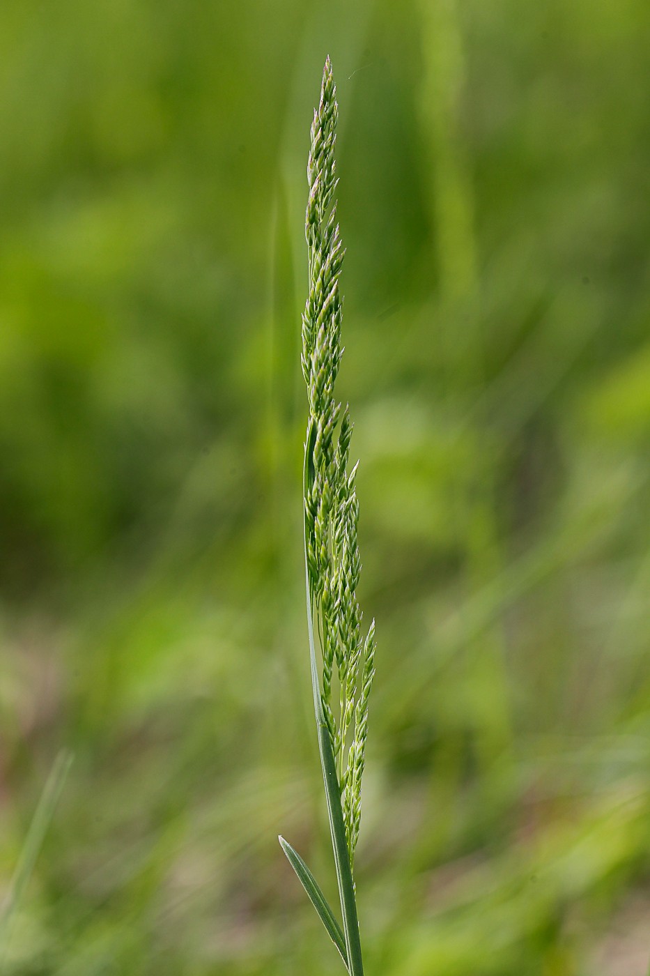 Изображение особи Poa angustifolia.