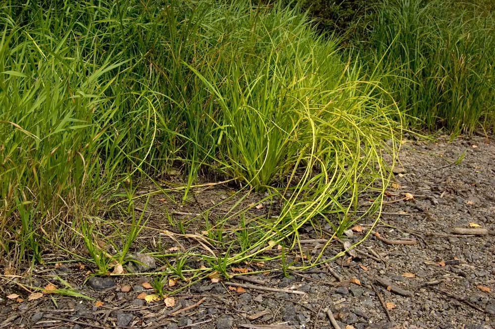 Изображение особи Scirpus radicans.