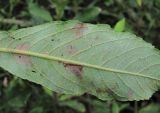 Salix cinerea