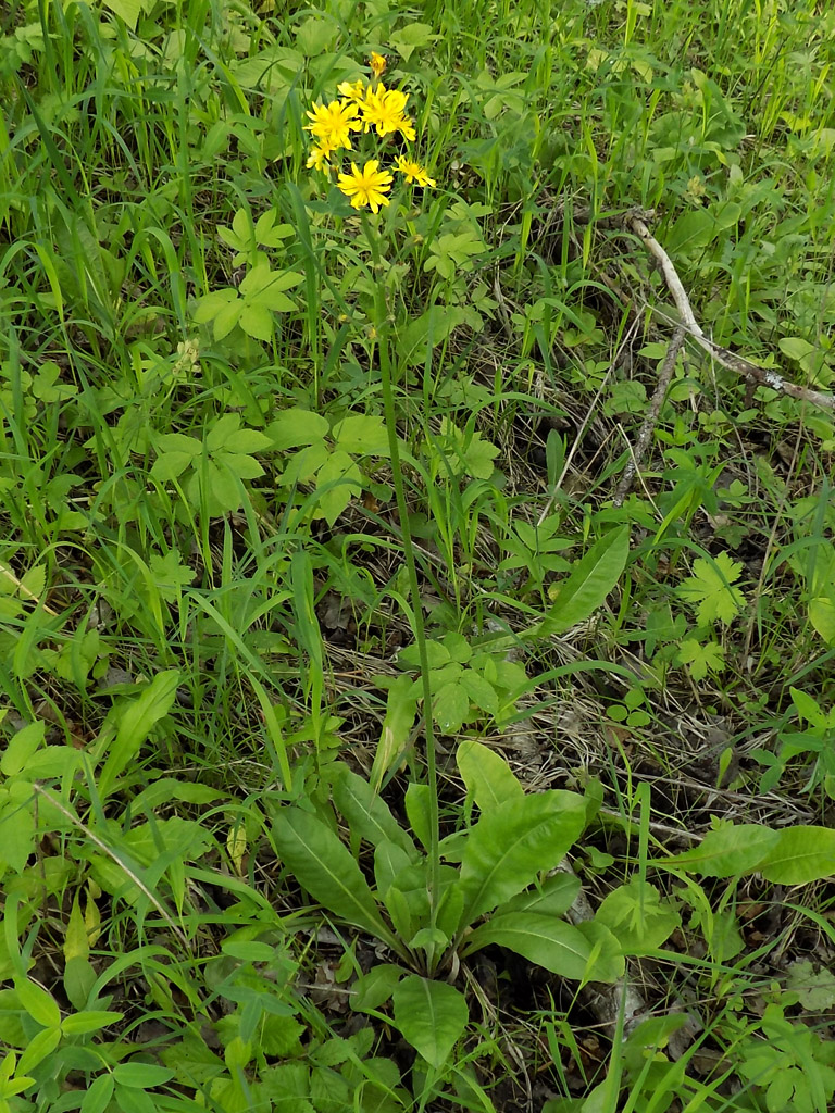 Изображение особи Crepis praemorsa.