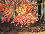 Acer pseudosieboldianum. Часть кроны с листьями в осенней окраске. Владивосток, Академгородок. 27 октября 2016 г.