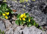 Viola caucasica