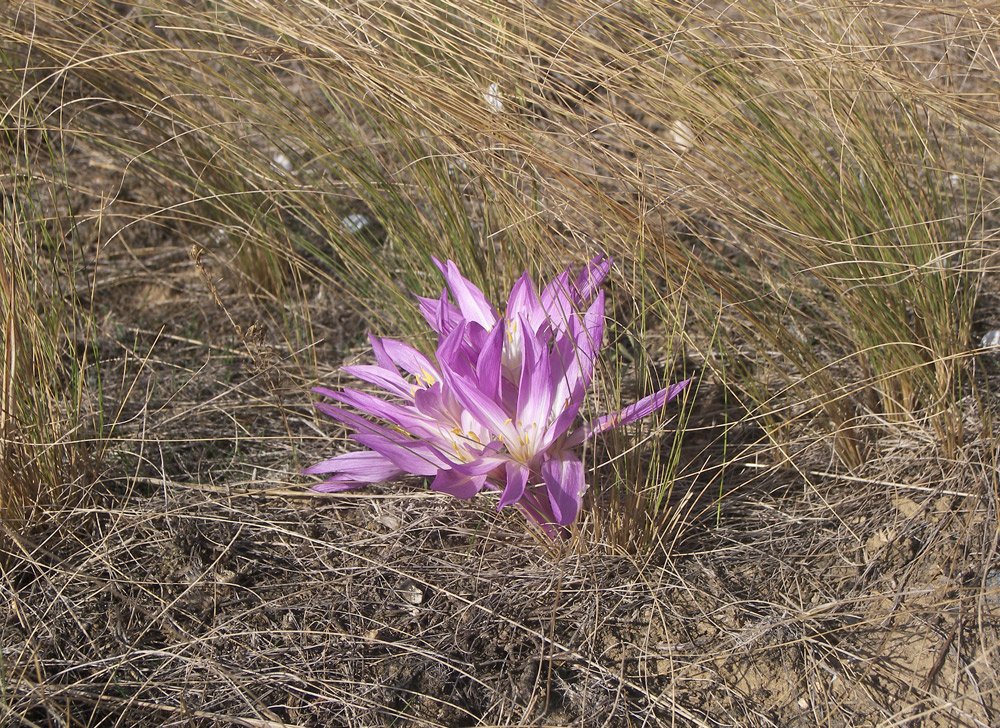 Изображение растения Colchicum laetum.