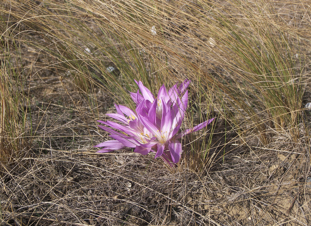 Изображение особи Colchicum laetum.