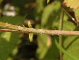 Rubus caesius. Часть стебля. Украина, г. Запорожье, возле Детской железной дороги, в тростнике. 17.08.2016.