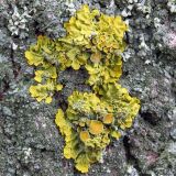 Xanthoria parietina. Таллом с апотециями. Ростовская обл., Неклиновский р-н, Новобессергеневское с/п, у дороги на стволе дерева. 06.02.2013.