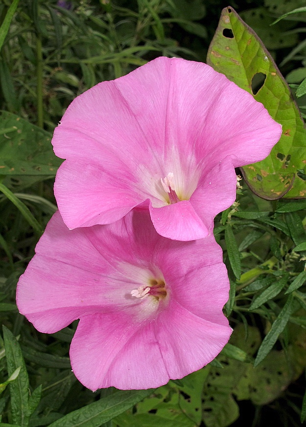 Изображение особи Calystegia inflata.