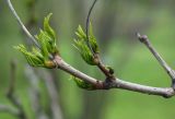 Phellodendron amurense