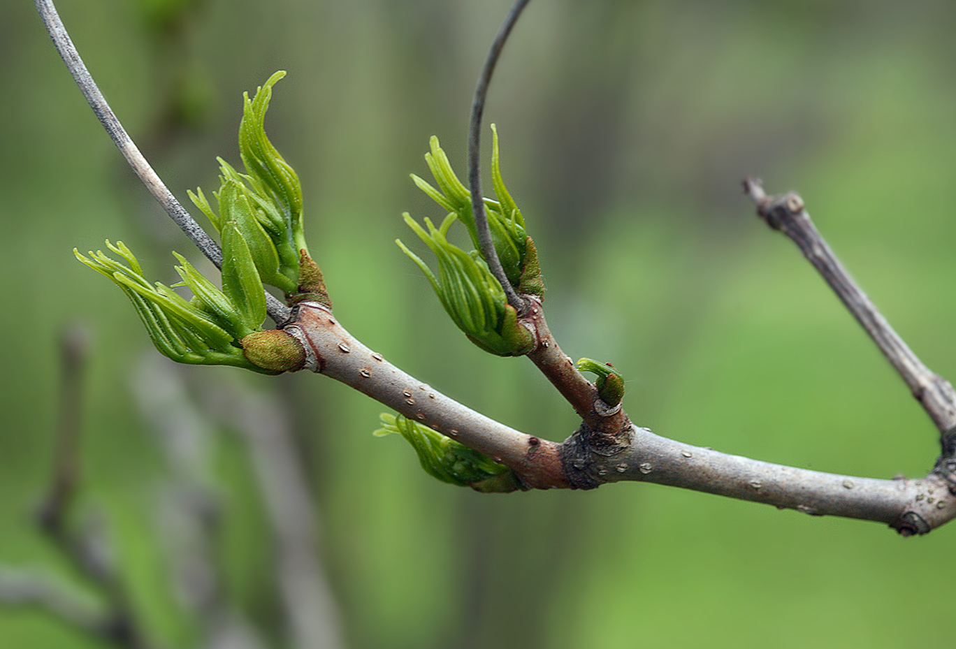Изображение растения Phellodendron amurense.