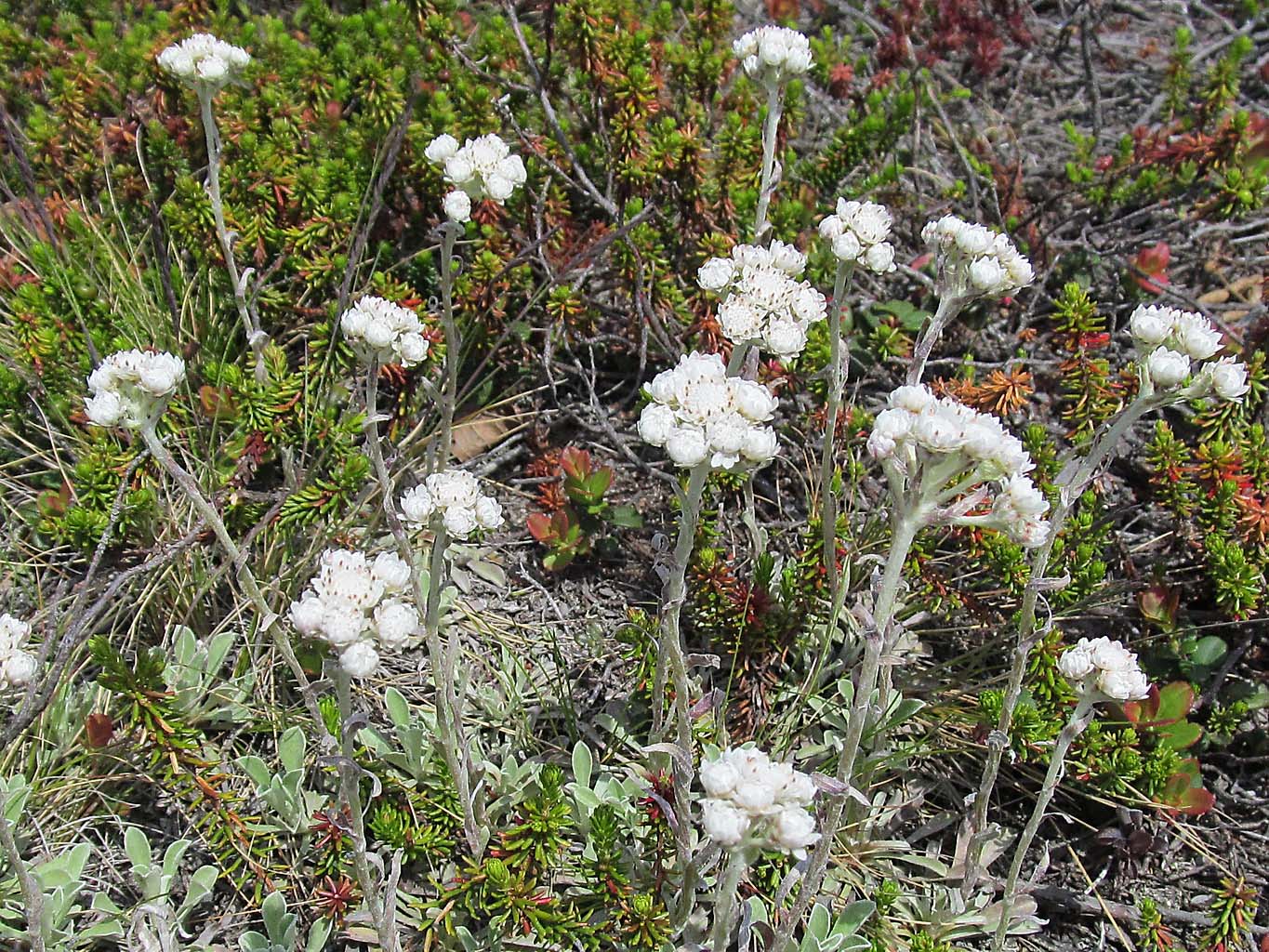 Изображение особи Antennaria dioica.