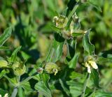 Melandrium latifolium. Верхушка цветущего и плодоносящего растения. Крым, Керченский п-ов, Приазовье, Караларская степь, на ракушечном пляже. 27.04.2017.