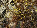 Ranunculus reptans