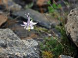 Aquilegia vicaria. Верхушка побега с цветком. Таджикистан, Фанские горы, верховья р. Чапдара, ≈ 2900 м н.у.м., каменистый берег ручья. 02.08.2017.