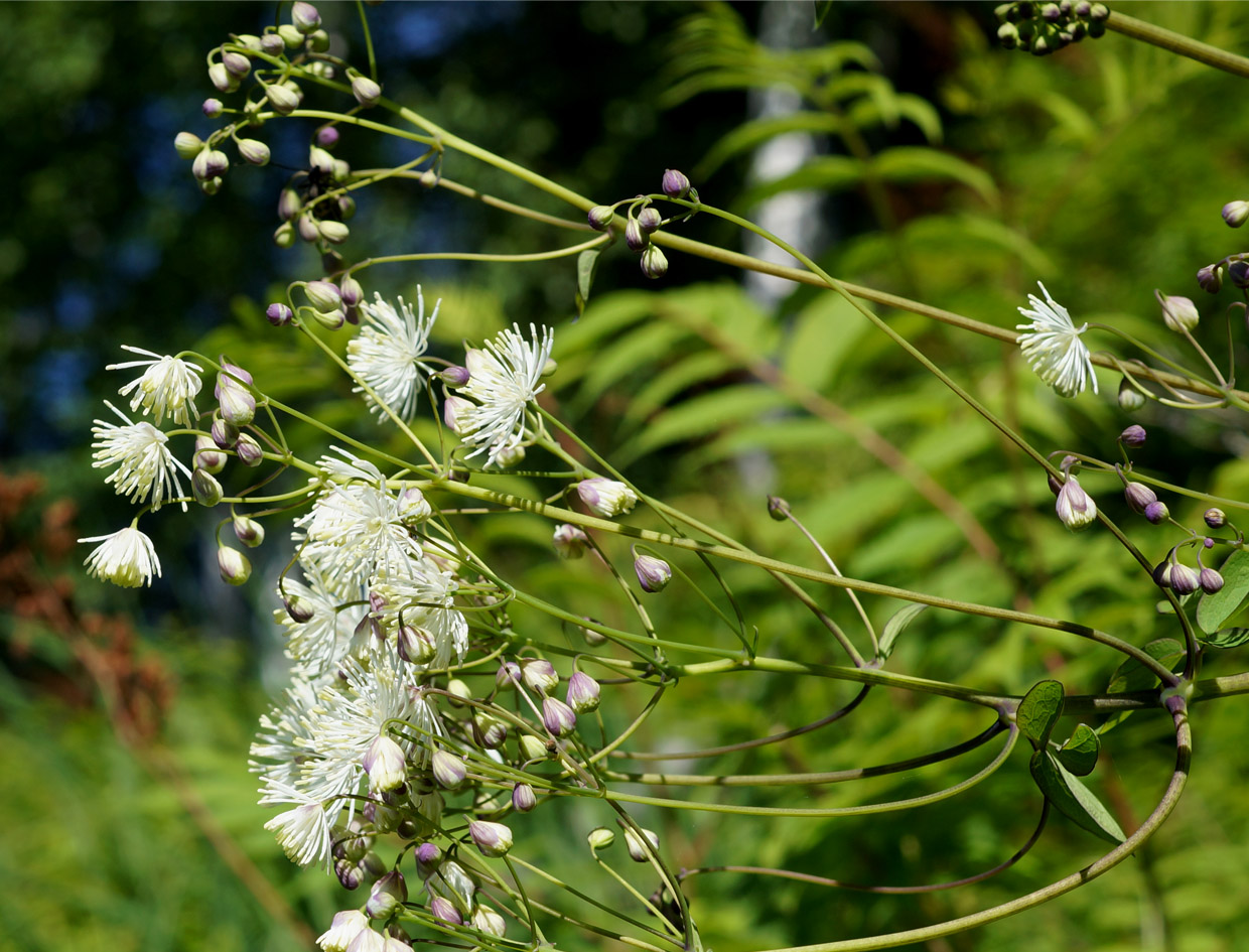 Изображение особи Thalictrum contortum.