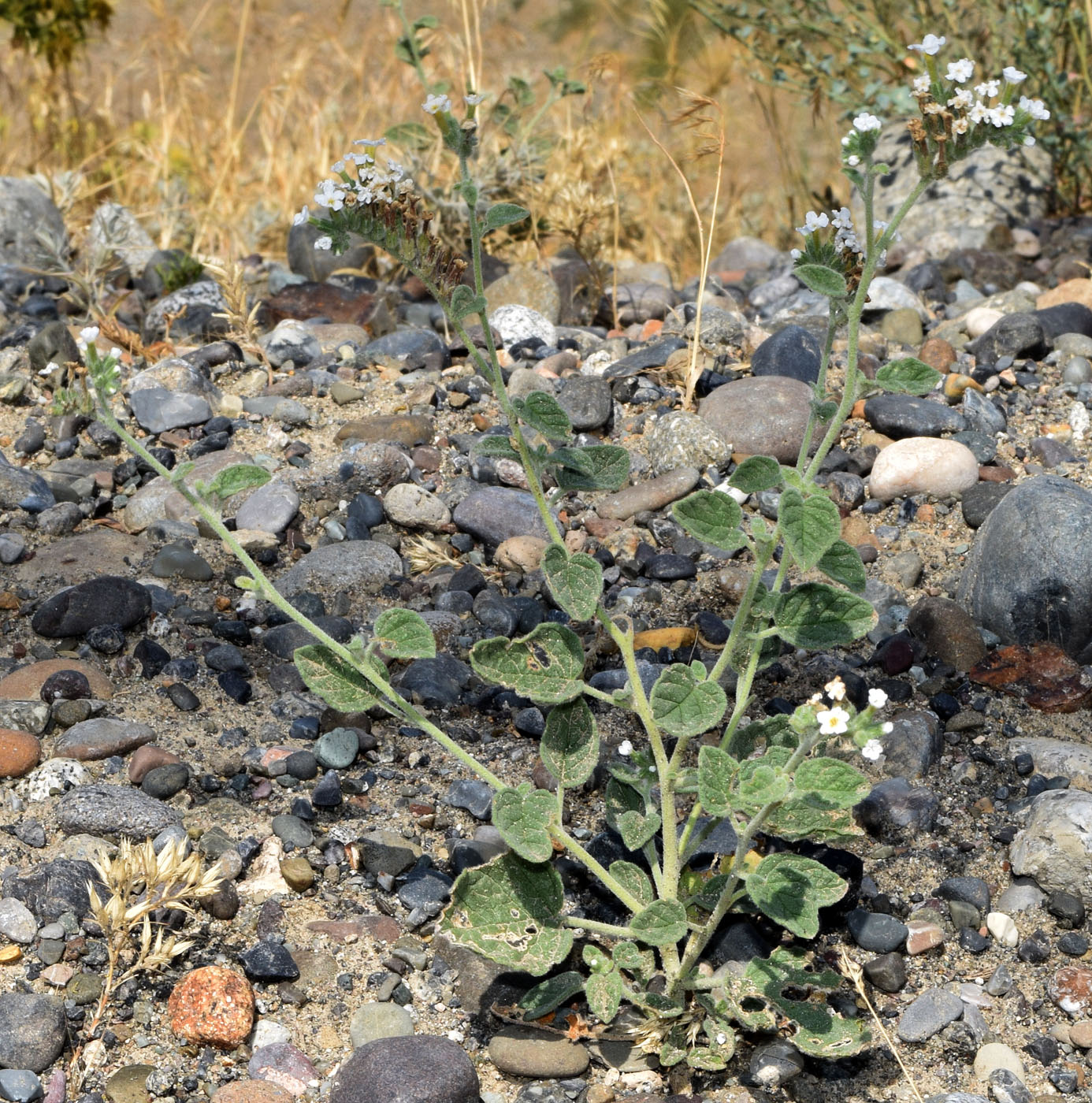 Изображение особи Heliotropium olgae.