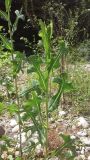 Lactuca serriola